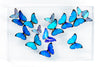15" x 24" exotic butterfly display - 1524MORPHOS/CYPRIS
