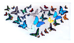 18" x 32" exotic butterfly display - 1832MULTI