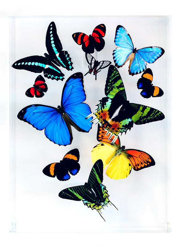 9" x 12" exotic butterfly display - 912MCMS - Regular price $349.00