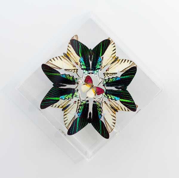 7" x 7" Kaleidoscope Design - 77KDLZP