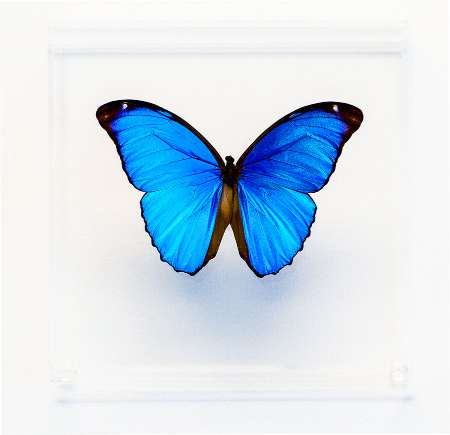 7" x 7" exotic butterfly display - 77Morpho