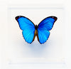 7" x 7" exotic butterfly display - 77Morpho