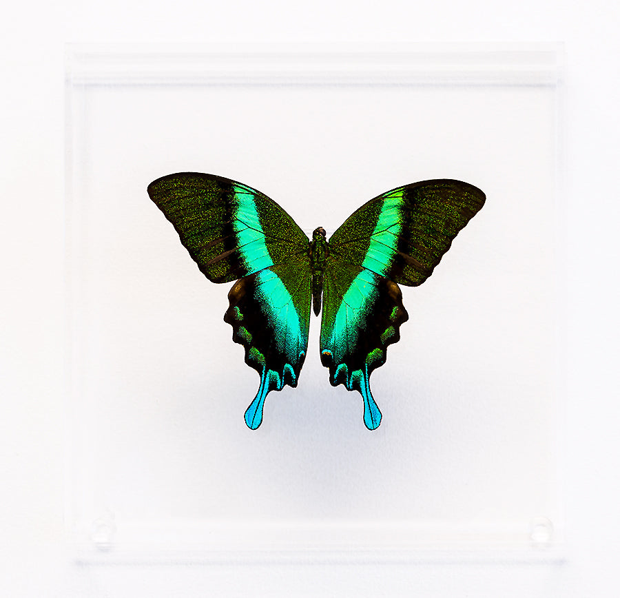 7" x 7" exotic butterfly display - 77Blumei