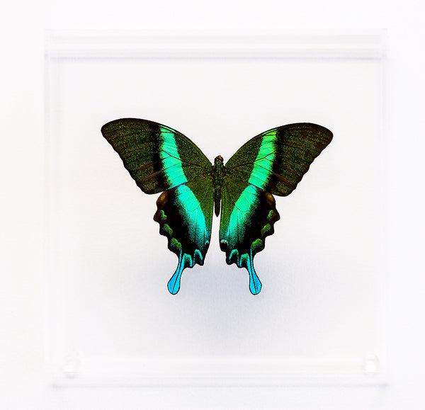 7" x 7" exotic butterfly display - 77Blumei