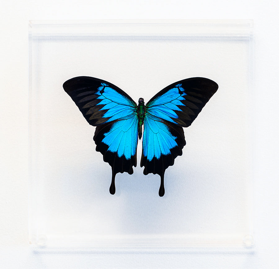 7" x 7" exotic butterfly display - 77Ulysses