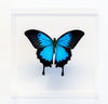 7" x 7" exotic butterfly display - 77Ulysses