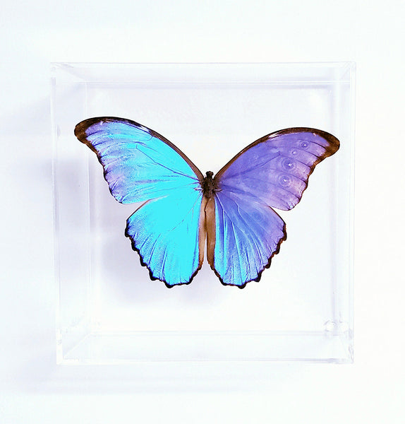 7" x 7" exotic butterfly display - 77MorphoDidius