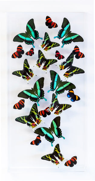 12" x 24" exotic butterfly display - 1224SBP - Vertical