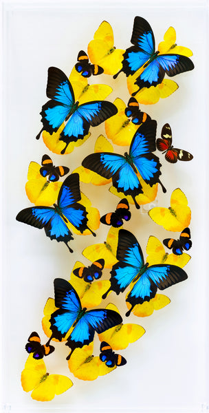 12" x 24" exotic butterfly display - 1224UPAH - Vertical