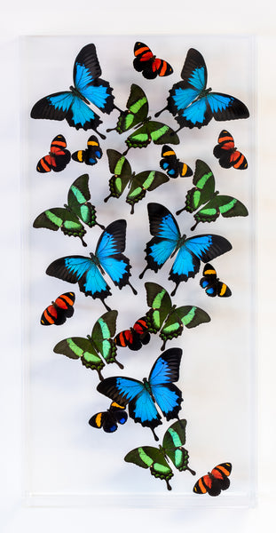12" x 24" exotic butterfly display - 1224UPCA