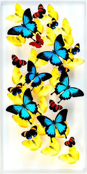 12" x 24" exotic butterfly display - 1224UPR - Vertical