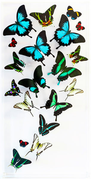 12" x 24" exotic butterfly display - 1224UWBSL - Regular price $795.00