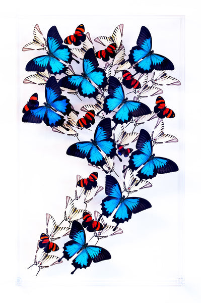 15" x  24" Exotic Butterfly Display - 1524ZML
