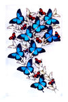 15" x  24" Exotic Butterfly Display - 1524ZMR