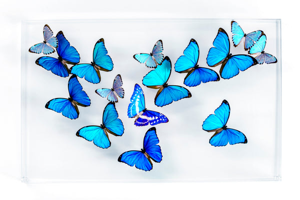 15" x 24" exotic butterfly display - 1524MORPHOS/CYPRIS