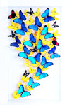 18" x 32" exotic butterfly display - 1832GoldenSkies