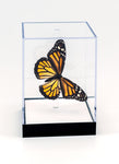 5 1/2" Tall Table Display - Monarch butterfly