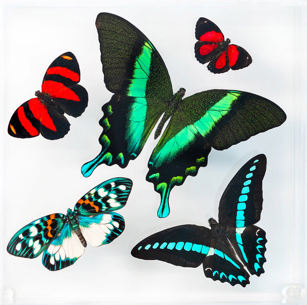 7" x 7" exotic butterfly display - 77BMCPE