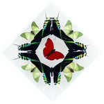 7" x 7" exotic butterfly display - 77KDELS