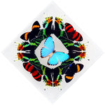7" x 7" exotic butterfly display - 77KDPSCPP