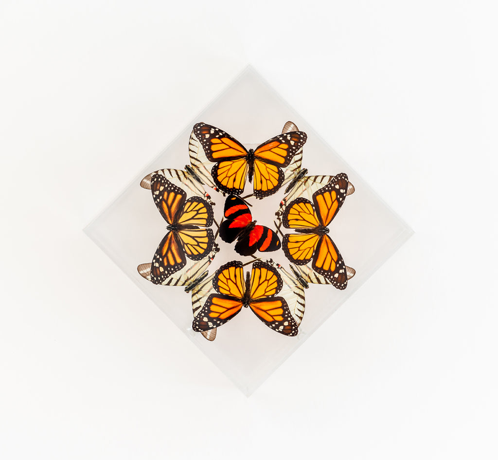 7" x 7" exotic butterfly display - 77DMZC