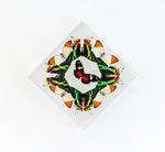 7" x 7" exotic butterfly display - 77DSOTH