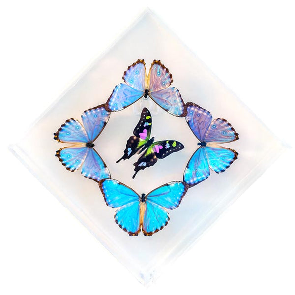 7" x 7" exotic butterfly display - 77KDMPW