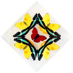 7" x 7" exotic butterfly display - 77KDPSM