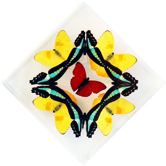 7" x 7" exotic butterfly display - 77KDPSM