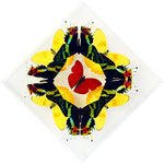 7" x 7" exotic butterfly display - 77KDSSP