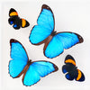 7" x 7" exotic butterfly display - 77MMPA