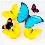 7" x 7" exotic butterfly display - 77MPAP