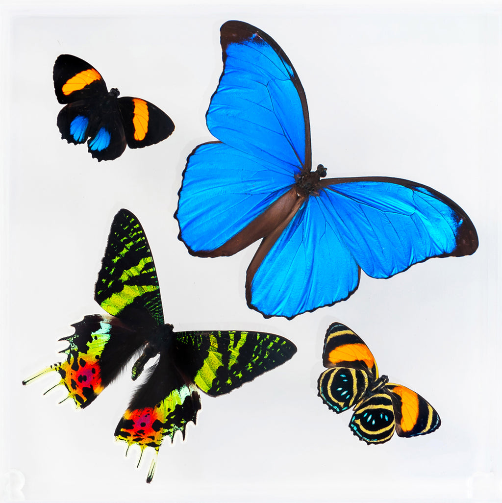 7" x 7" exotic butterfly display - 77MSA