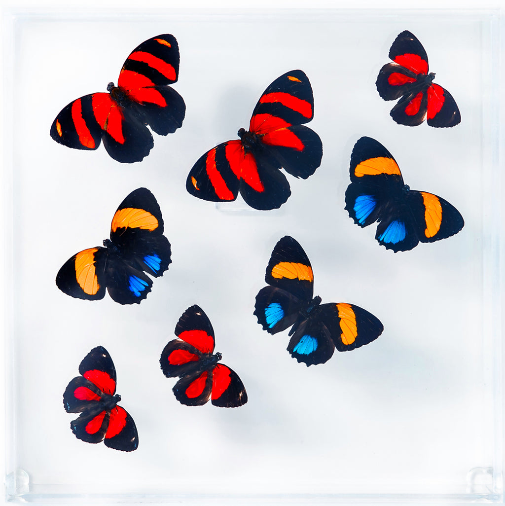 7" x 7" exotic butterfly display - 77PAC - Regular price $189.00