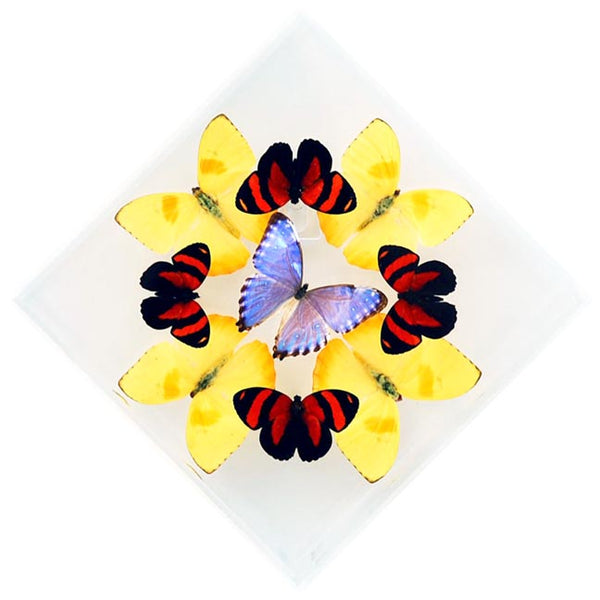 7" x 7" exotic butterfly display - 77KDPCMP