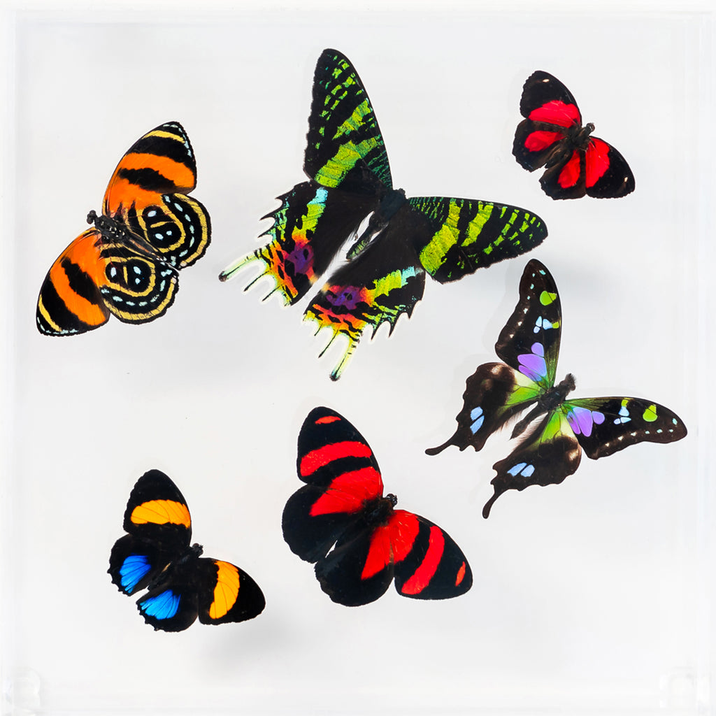 7" x 7" exotic butterfly display - 77SWCAP - Regular price $189.00