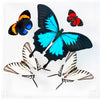7" x 7" exotic butterfly display - 77SUPPZ