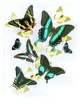9" x 12" exotic butterfly display - 912BESP - Regular price $349.00