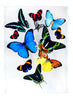 9" x 12" exotic butterfly display - 912MCMS - Regular price $349.00