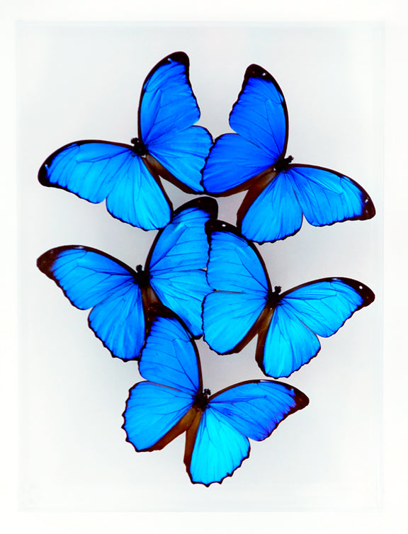 9" x 12" exotic butterfly display - 912MM