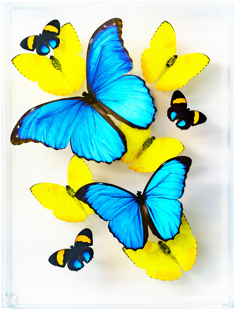 9" x 12" exotic butterfly display - 912MPA - Regular price $365.00