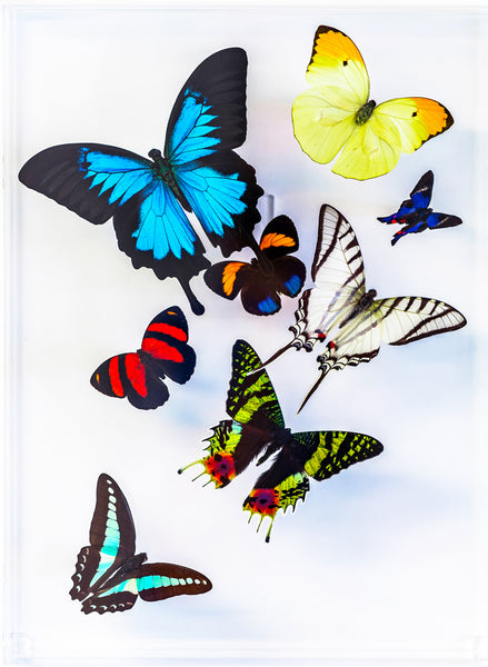 9" x 12" exotic butterfly display - 912MULTI - Regular price $349.00