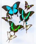 9" x 12" exotic butterfly display - 912WBUZ - Regular Price $349.00
