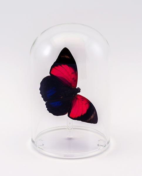 This is a beautiful Glass Dome with the beautiful Agrias Lugens butterfly. The Agrias  family of butterflies is one of the most sought out butterlies by collectors world wide.