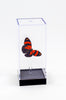 5" Tall Table Display - Cynosura Butterfly