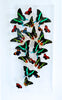 12" x 24" exotic butterfly display - 1224SBPL