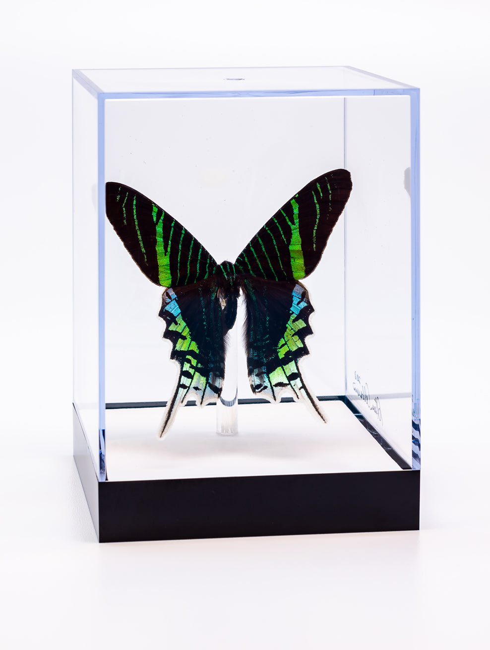 5 1/2" Tall Table Display - Leilus
