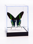 5 1/2" Tall Table Display - Leilus