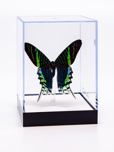 5 1/2" Tall Table Display - Leilus