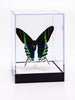 5 1/2" Tall Table Display - Leilus